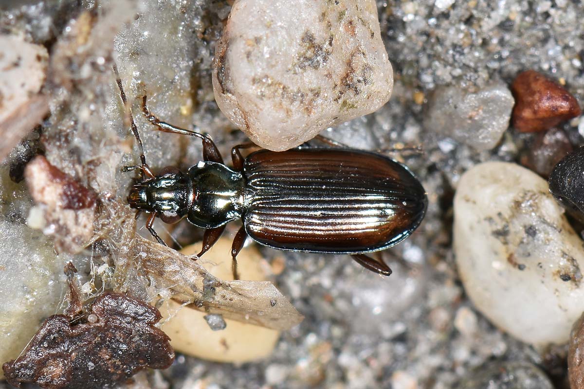 Carabidae: Bembidion fasciolatum?